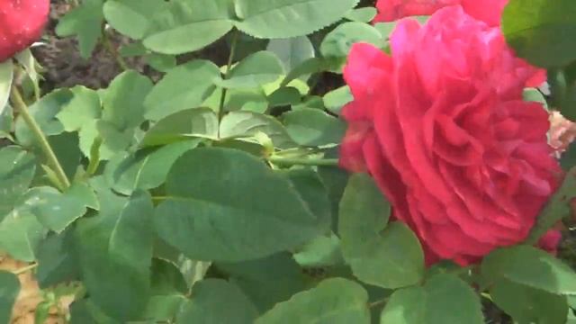 Английские розы питомников 