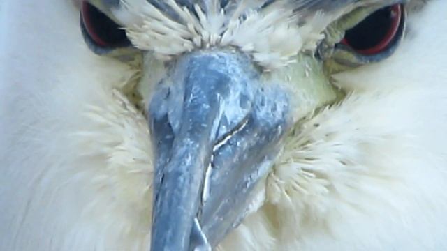 Canon Powershot SX40 HS 35x Zoom Test! (Full HD) Black-crowned Night Heron смотреть онлайн