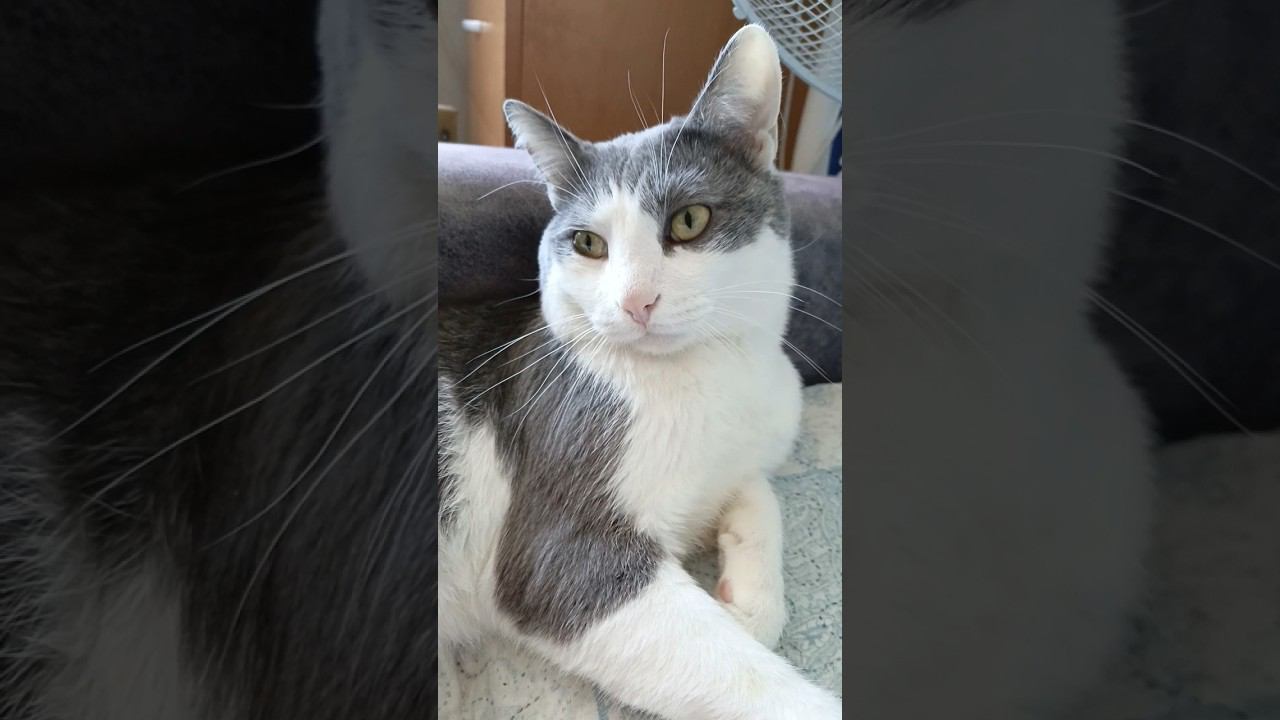 Вторник день второй в неделе. #мурзик #кот #питомец #лайк #котики #приколы #вторник #юмор #смех смотреть онлайн