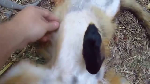 Счастливая лиса встречает хозяина | Happy fox with the owner смотреть онлайн