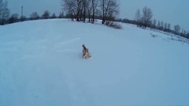 Корги Осень. Веселая весна в Киеве смотреть онлайн