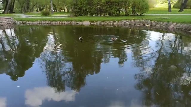 Кормим голубей, болталка. просто видео для расслабления, Кормим птиц возле пруда. 10 мая 2020 г. смотреть онлайн