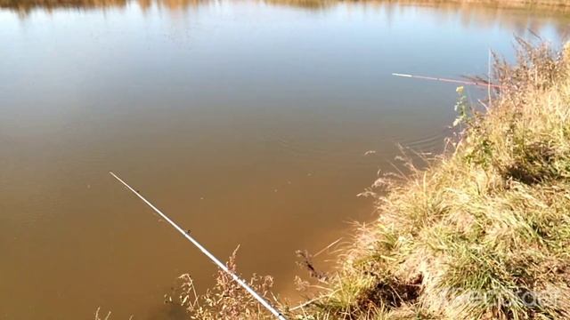 Ловим карася. Второй день рыбалки 10.10.2021 смотреть онлайн