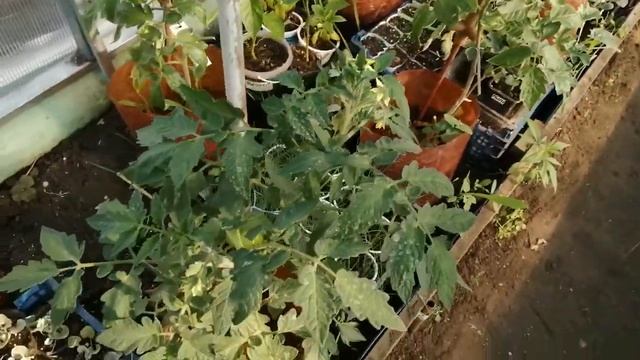 Белокрылка как спасти свои растения. смотреть онлайн