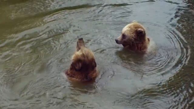 Факты о бурых медведях смотреть онлайн