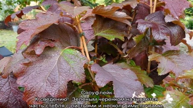 Гортензия дуболистная — зимостойкие сорта, посадка и уход смотреть онлайн