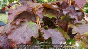 Гортензия дуболистная — зимостойкие сорта, посадка и уход