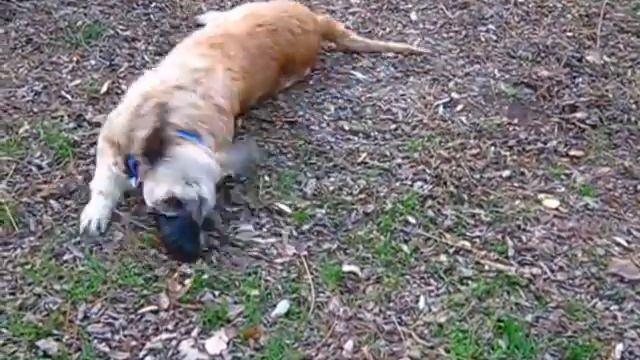 Бриар французская овчарка и Китайскаяхохлатая Briard, смотреть онлайн