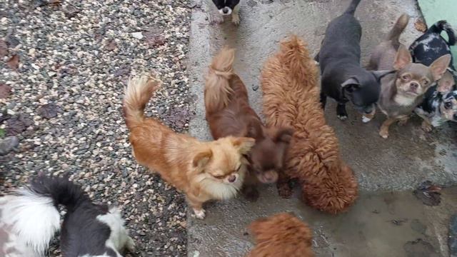 #влог ПРОДАЖА #чихуахуа и той-пудель питомник Кастропуло #Крым #chihuahua #toypoodle #maltipoo смотреть онлайн