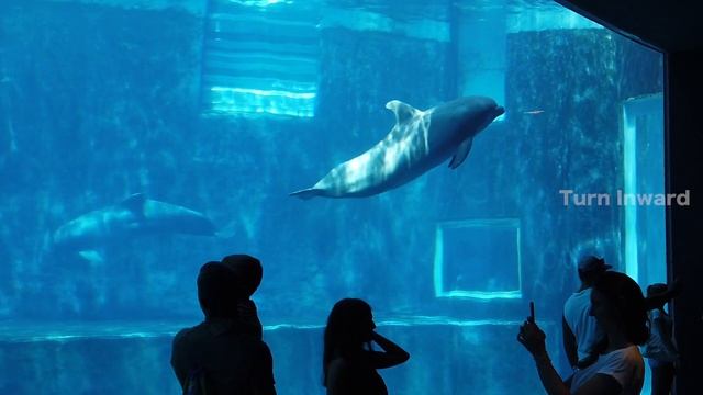 Dolphinesque - Calm And Soothing Music For Relaxation, Meditation, Stress Relief And Sleep