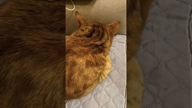 Тест на признак обезвоживания у котика #shorts смотреть онлайн