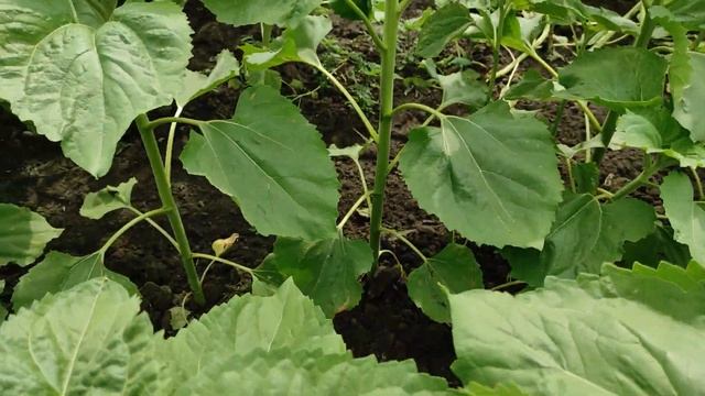 Увага! Септоріоз! Рятуємо соняшник!