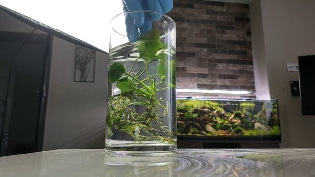 Избавляемся от водорослей, спасаем анубиас. смотреть онлайн