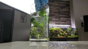 Избавляемся от водорослей, спасаем анубиас.