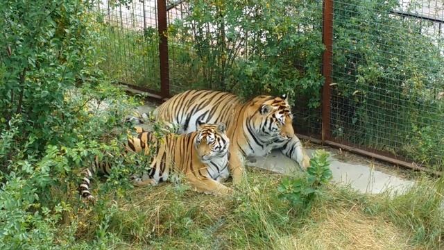 Пара тигров: Феликс и Фрося (любовные игры). смотреть онлайн