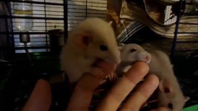 Декоративные крысята смотреть онлайн