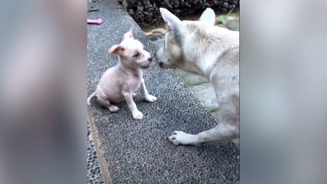 Она жалась в угол, никого к себе не подпускала и тихонько лаяла смотреть онлайн