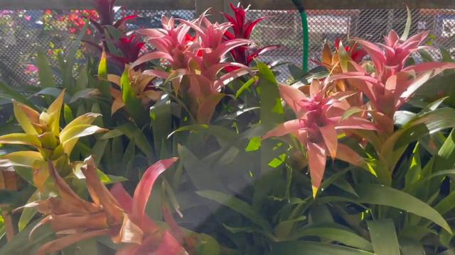Plant Shopping at Home Depot Big Box Store || FULLY STOCKED || BABY WHALE FIN $4.98 смотреть онлайн