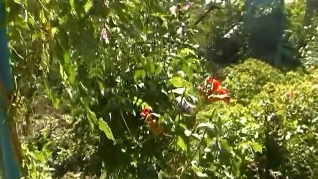 Отдых Щёлкино смотреть онлайн