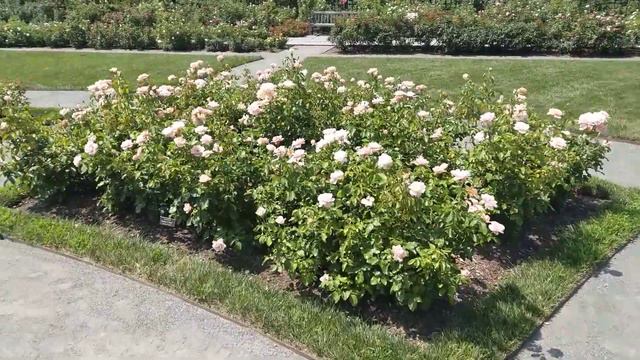 Розам несвежо уже смотреть онлайн