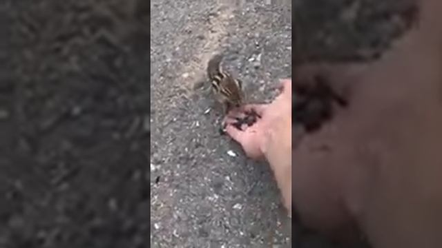 Бурундуки с рук кушают? в Национальном парке Алханай смотреть онлайн