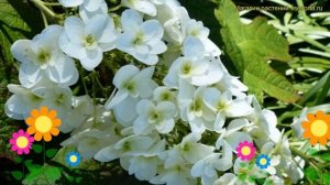 Гортензия дуболистная Сноу Джиант. Краткий обзор, описание hydrangea quercifolia Snow Giant