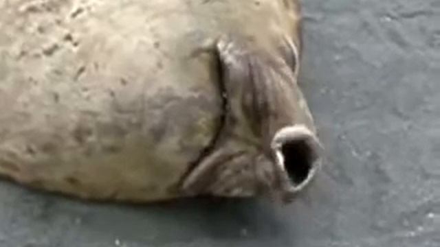 Прикольно храпит. смотреть онлайн