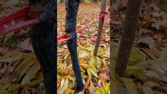 Как я сохраняю молодые побеги Сумах уксусного дерева зимой. Первый способ. смотреть онлайн