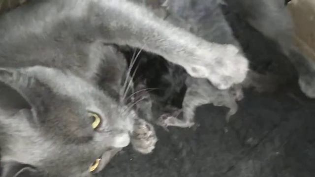 Новорождённые котята пьют молоко смотреть онлайн