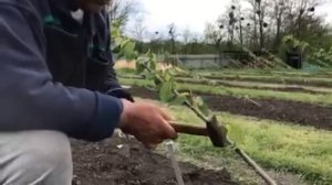 Второй этап формировки Черешни по методу UFO