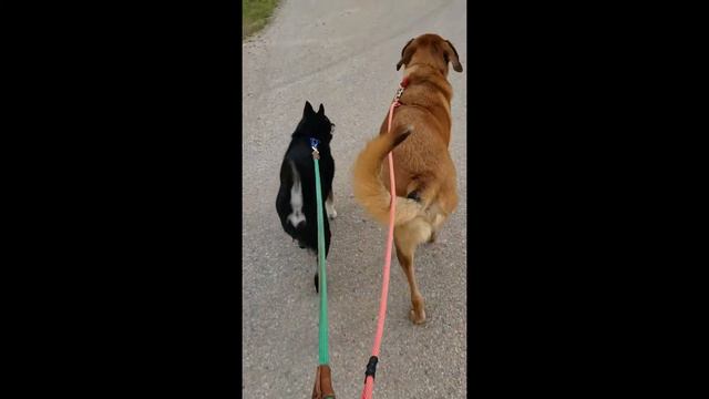 Dexter and Maxwell available for adoption through WHS Green Bay campus смотреть онлайн