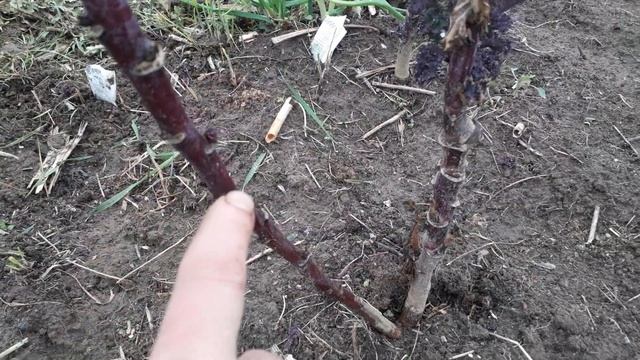 Удивительная Русская капуста Кале . смотреть онлайн