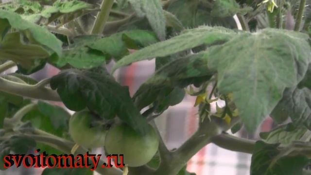 Комнатные томаты Выращивание томатов зимой смотреть онлайн