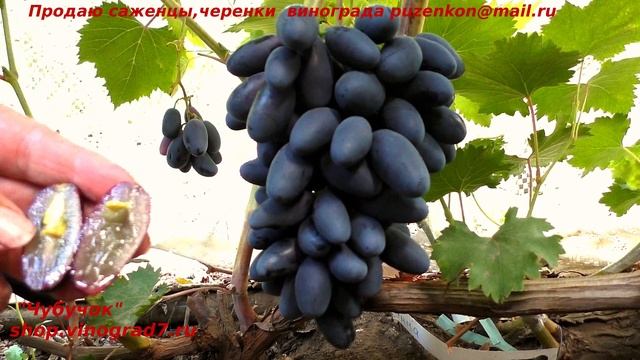 Виноград КИШМИШ ЭММА - крупноплодна форма винограда селекции Калугина смотреть онлайн
