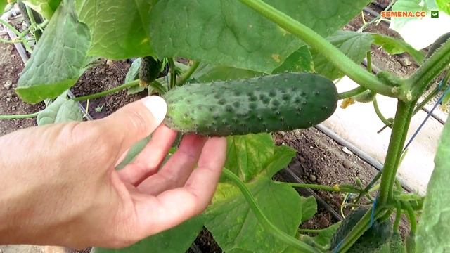 Огурец Бьерн F1. Букетный тип цветения. Очень урожайный тепличный огурец. День Поля смотреть онлайн