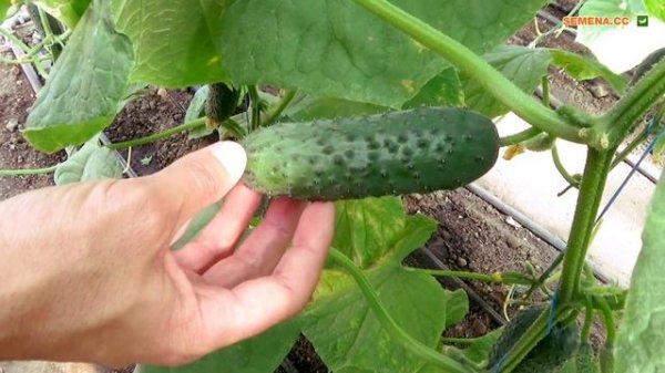 Огурец Бьерн F1. Букетный тип цветения. Очень урожайный тепличный огурец. День Поля