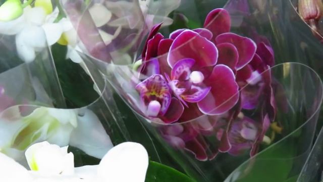 Новый завоз орхидей от 5.11.2020г.Шикарные мультифлоры и леонтины!!!! смотреть онлайн