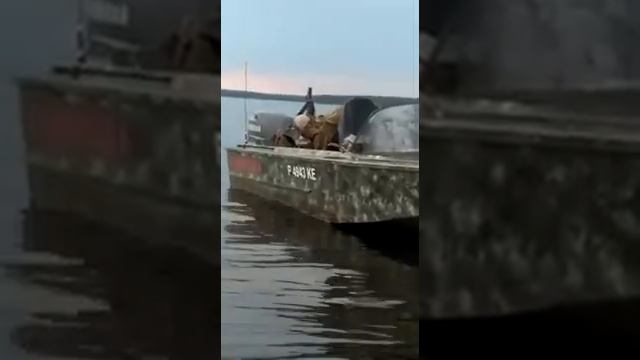 10.06.2020. Иваньковское водохранилище. Жерех 2 смотреть онлайн