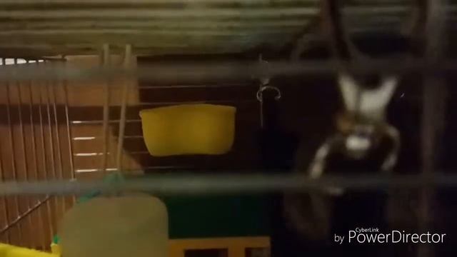 ? хомяк ? осваивает гамак смотреть онлайн