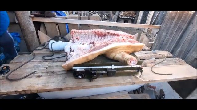 Забой свиньи. Сколько вышло мясо с Дюрка за 10 месяцев.#Забой_свиньи#Дюрок#Свинья#Поросята#забой. смотреть онлайн