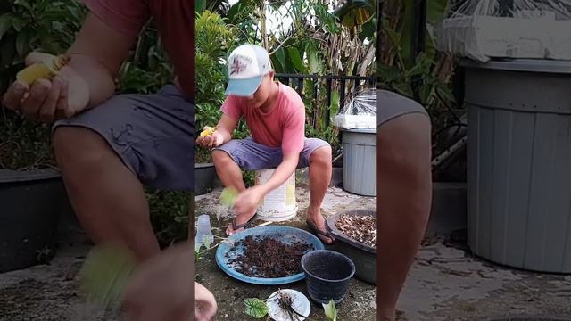 Cara Split Anak Keladi Hias || Caladium White Christmas / Candidum || Tanaman Hias смотреть онлайн
