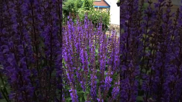 Шалфей дубравный? смотреть онлайн