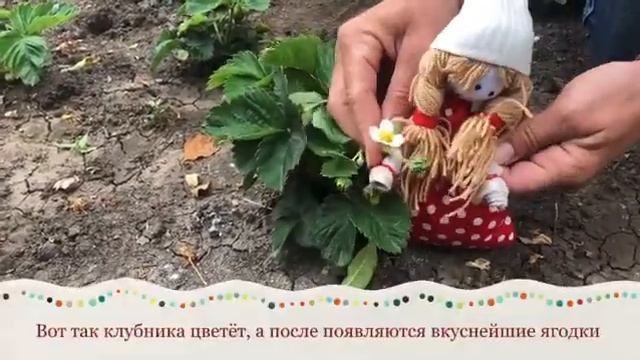 Как растет клубника? Клубника смотреть онлайн