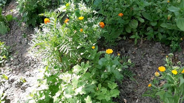 Онлайн-экскурсия по СЮН