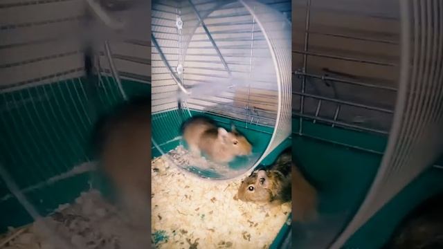 Белки дегу.#поскакушки смотреть онлайн