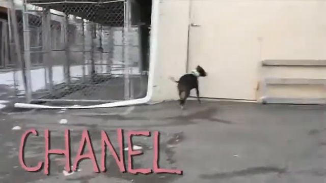 Pet Bull Racing Training смотреть онлайн