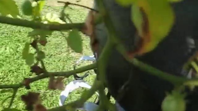 БЕРИ АМПЕЛЬНЫЕ . ЯГОДЫ В НАШЕМ САДУ. смотреть онлайн