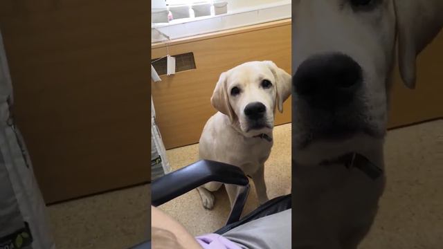 Выяснили кто хороший мальчик) #омск #omsk #собака #лабрадор #dog #hund #хорошийимальчик