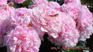 Пион травянистый Сара Бернар (sarah bernhardt) ? обзор: как сажать, рассада пиона Сара Бернар