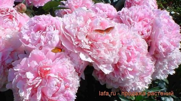 Пион травянистый Сара Бернар (sarah bernhardt) ? обзор: как сажать, рассада пиона Сара Бернар